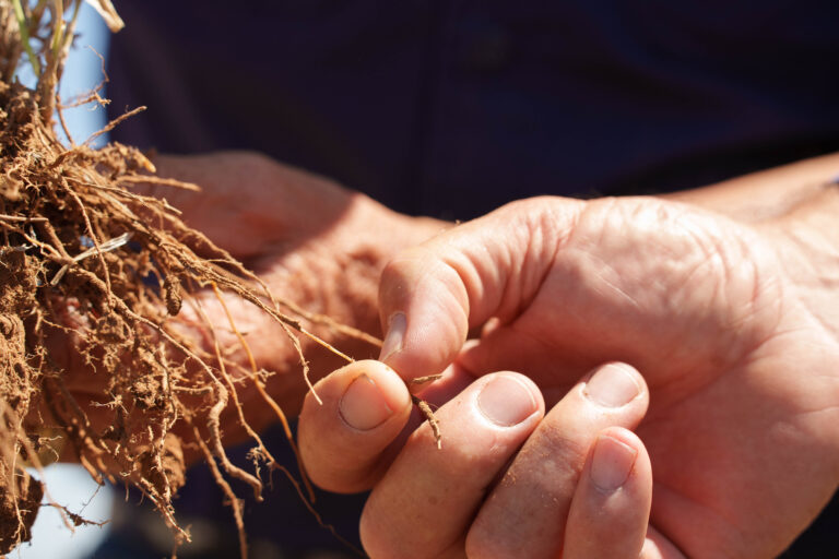 Archer Pastoral root systems
