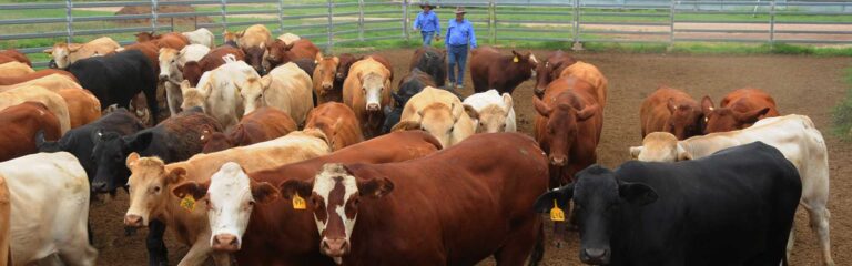 Coggan Farms cattle