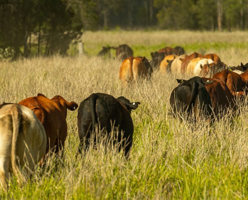 Carbon Farming Australia