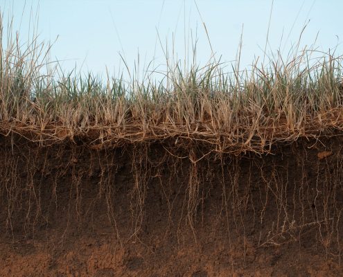 Soil | Soil Carbon Sequestration